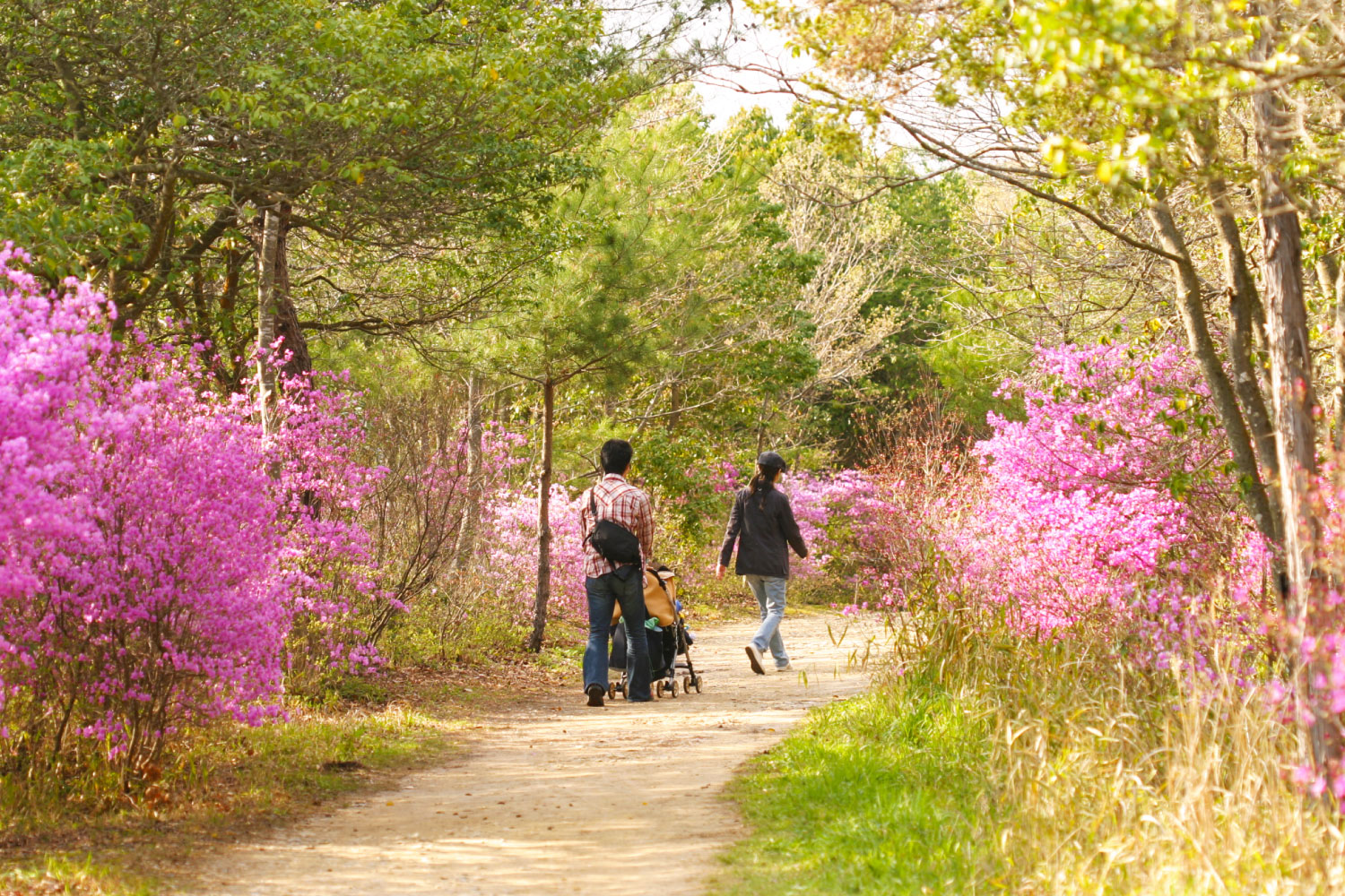 兵庫県立三木山森林公園 Mikiyama Forest Park